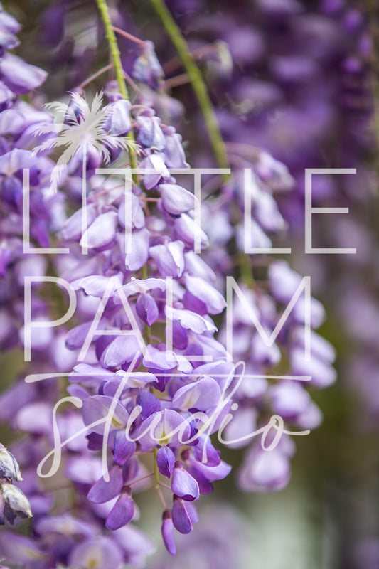 Charleston Charm - Wisteria 4